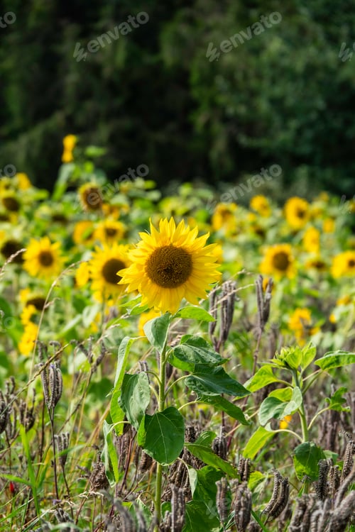 Preview: Vibrant Sunflower Blooming in a Picturesque Field of Greenery
