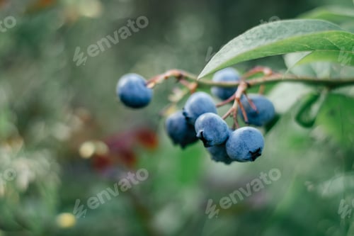 Preview: Defocused branch of ripe dark blue berries of blueberry with leaves growing in summer garden.