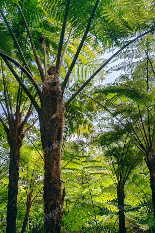 Preview: national park Doi Inthanon Chiang Mai, Thailand