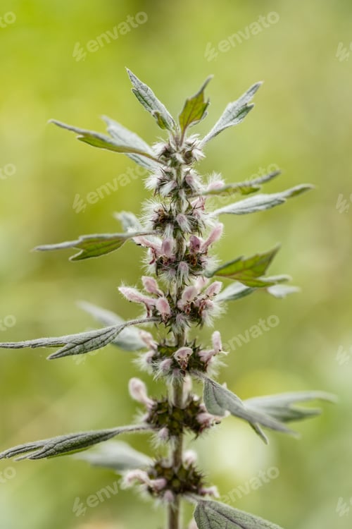 Preview: Motherwort Flowers in Bloom in Summer