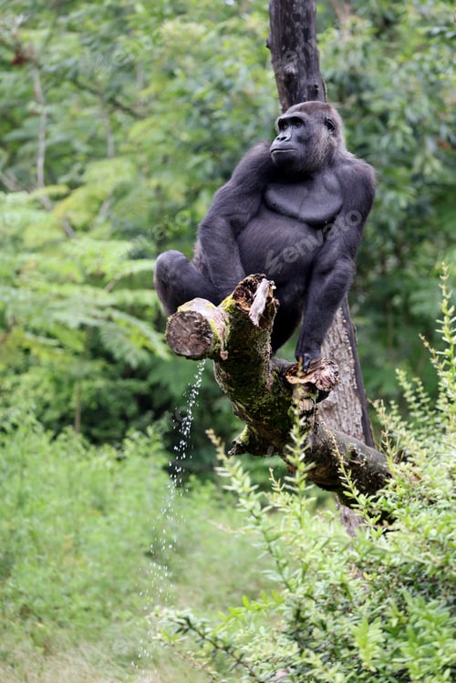 Preview: Female Western Lowland gorilla monkey, close up shot