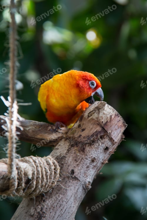 Preview: Yellow parrot seating on the tree in indoor rainforest