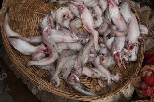 Preview: Fresh fish and seafood. Healthy eating.