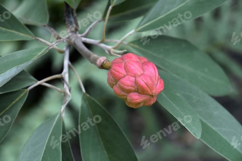 Preview: Sweetbay Magnolia (Magnolia Virginiana). Called Sweetbay, Laurel Magnolia, Swampbay, Swamp