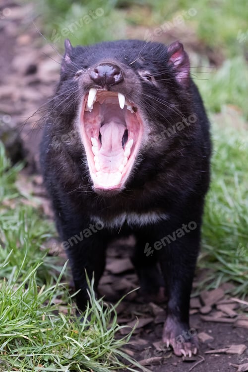 Preview: Tasmanian Devil in Tasmania Australia