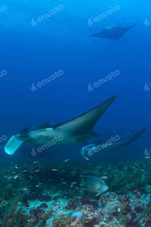 Preview: Majestic manta rays gliding over a coral reef