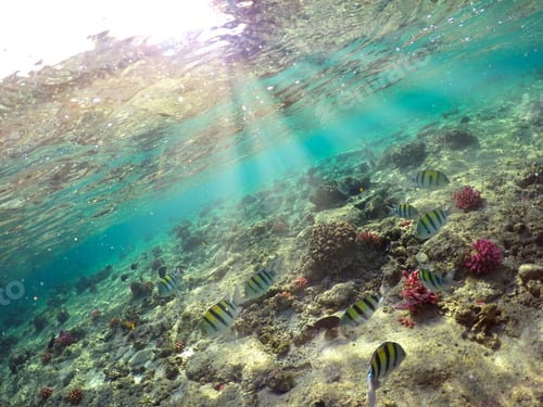 Preview: Wonderful and beautiful underwater world with corals and tropical fish