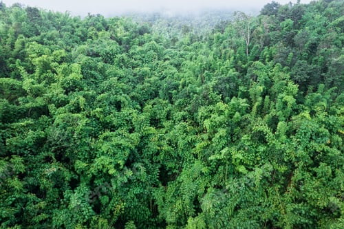 Preview: Abundance tropical rainforest and foggy in the morning at national park
