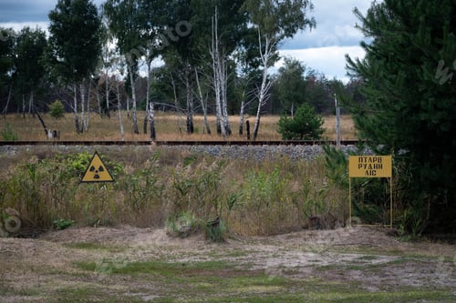 Preview: Signs of Red forest in the exclusion zone in Chernobyl, Ukraine.