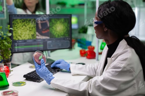 Preview: African american scientist researcher holding petri dish with vegan meet