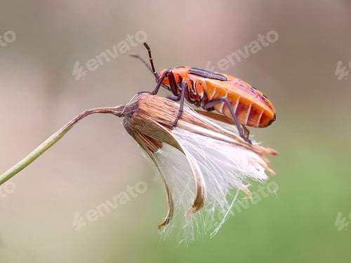 Orange Insect on a Dried Flower Seed Head