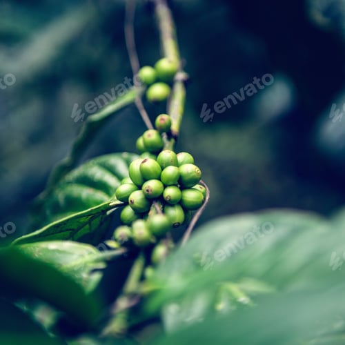 Preview: green cofee