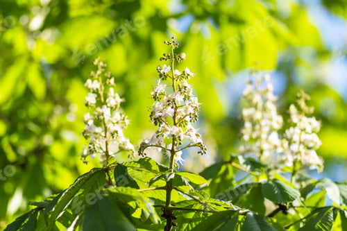 Preview: young green leaves of chestnut