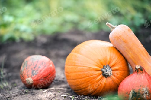 Preview: Orange pumpkins laid on the ground. Sunny autumn nature.