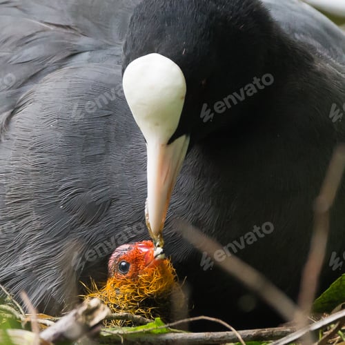 Preview: Feeding time