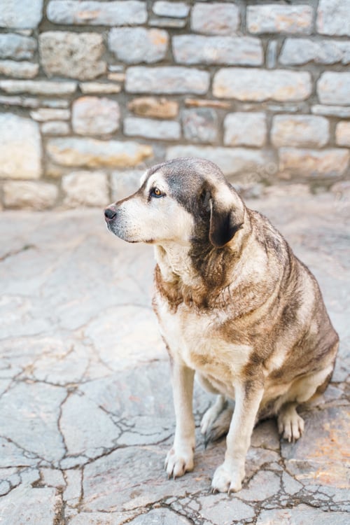 Preview: Homeless animals seek shelter. Surviving dog wander street of village,old town. Stray, abandoned