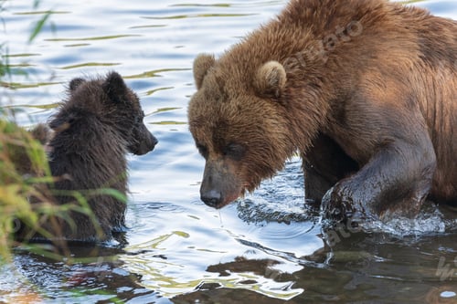 Preview: Kamchatka brown she-bear with cub fishing red salmon fish in river during fish spawning