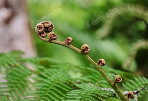 Preview: A close-up of a fern frond unfurling in a lush green forest setting.