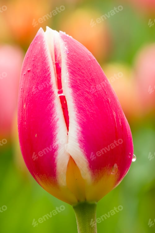 Preview: Colorful flowers
