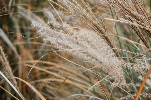 Preview: Decorative grass Miscanthus plants. Dried panicle grass texture background. Soft beige dried meadow