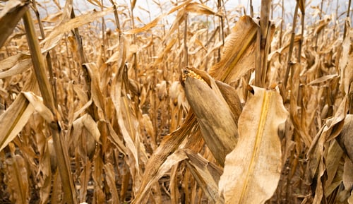 Preview: Corn on the Cob past Ripe and Needing Harvest Farm Produce
