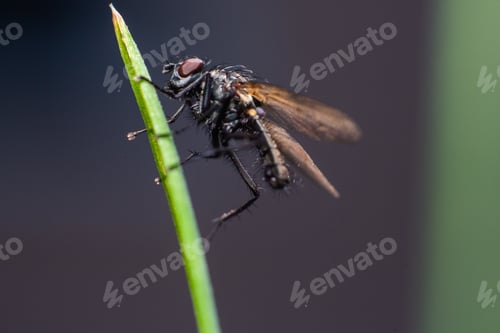 Preview: Close-up shot of a small fly perched on the edge of a green plant stem