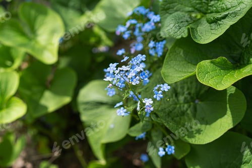 Preview: Beautiful photo of forget-me-nots close-up. Myosotis.