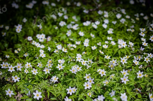 Preview: Fabulous white anemone flowers background.