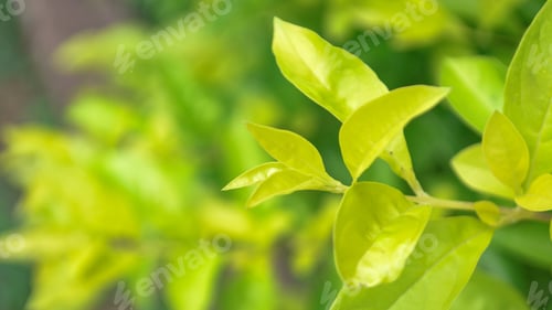 Preview: Light green leaves....