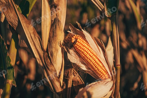 Preview: Harvest ready corn cob on stalk in cultivated maize field