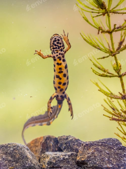 Preview: Common newt amhibian in freshwater habitat
