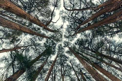 Preview: Cedars trees forest background