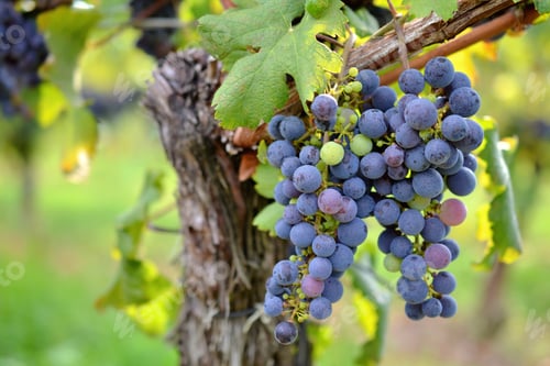 Preview: Closeup of a cluster of luscious purple grapes at the point of veraison ripening in the summer sun
