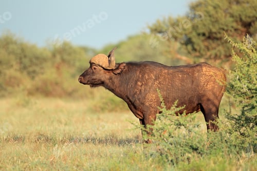 Preview: African buffalo in natural habitat