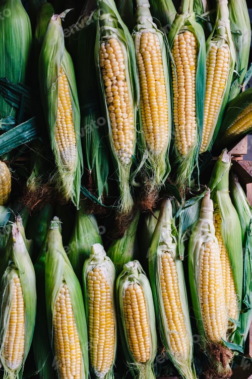Preview: Corns on cobs in stack