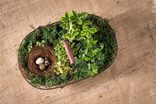 Preview: Top view of metal basket with fresh plants and nest with quail eggs for Easter holiday