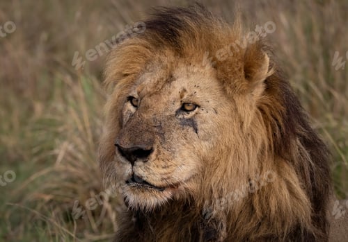 Preview: A Lion in Africa