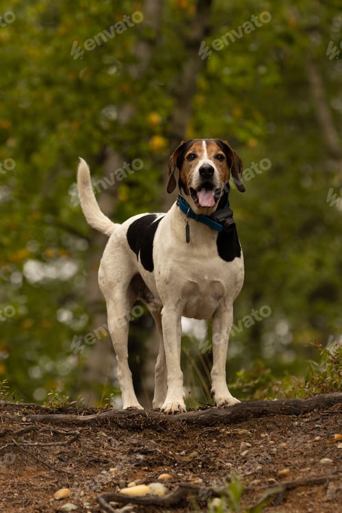Preview: Adorable Halden Hound stands happily amidst the lush greenery of a sunlit pathway