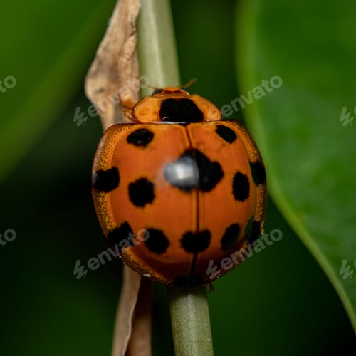 Preview: Ladybug perched on a leafy stem in a garden setting