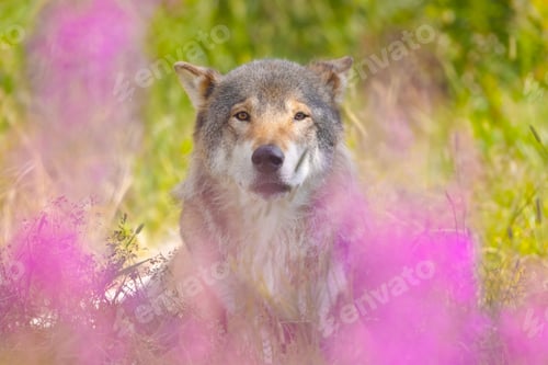 Preview: Large male adult grey wolf resting in grass meadow in the forest