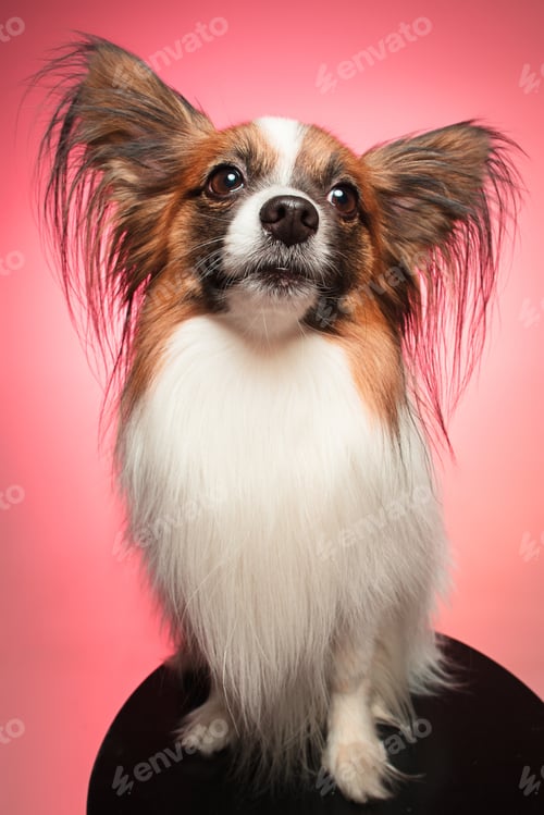 Preview: Studio Portrait Of A Small Yawning Puppy Papillon