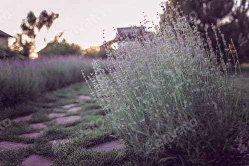 Preview: Green garden outside of modern vacation house, creation a home and home feeling