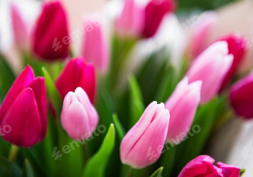 Preview: Spring tulips