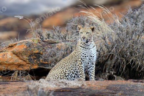 Preview: Leopard in National park of Kenya, Africa