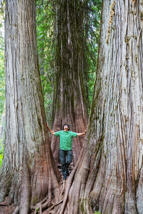 Preview: Tourist near sequoia