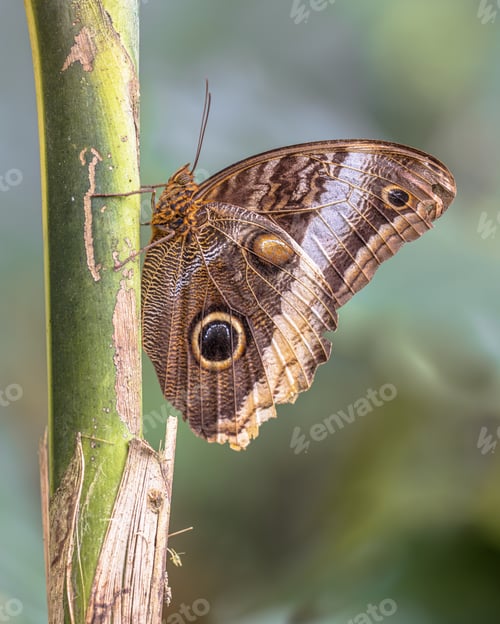 Preview: Yellow edged giant Owl Butterfly