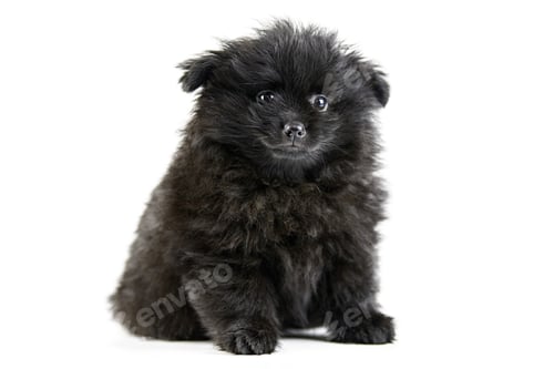 Preview: Pomeranian puppy Spitz, isolated