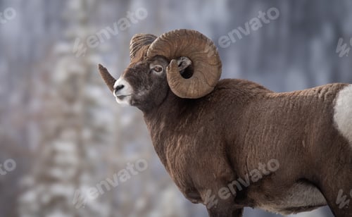 Preview: Bighorn Sheep in Jasper, Canada
