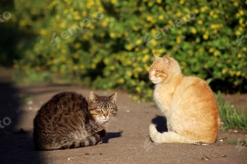 Preview: The red cat and the gray cat stand opposite each other and prepare for battle