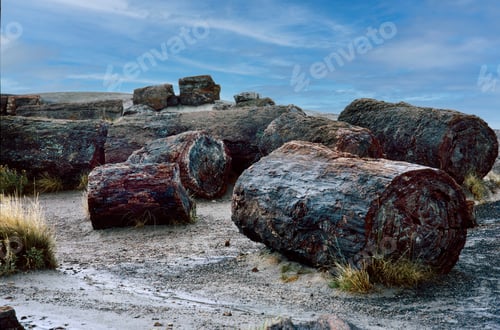 Preview: Scenic view of logs at the Petrified Forest, Arizona